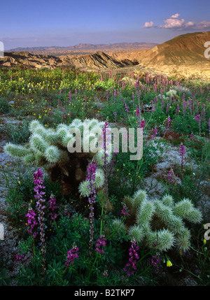 Chollla cactus et fleurs sauvages dans Anza Borrego Desert State Park Banque D'Images