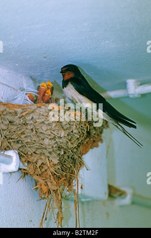 Swallow Hirundo rustica assise sur le bord d'un nid plein de jeunes béante dans un bâtiment en Angleterre Angleterre Europe Banque D'Images