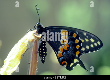 Portrait of a black swallowtail butterfly Papilio polyxenes asterius vient de sortir de son cocon en forme adulte Banque D'Images