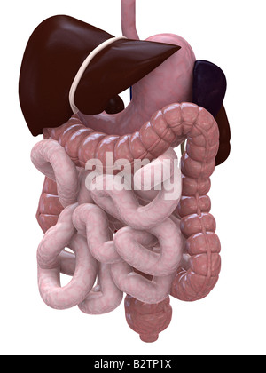 Anatomie d'organes humains Banque D'Images