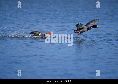 Nette rousse Netta rufina Red-Crested chassant un colvert à travers l'eau en Ecosse UK Europe Banque D'Images