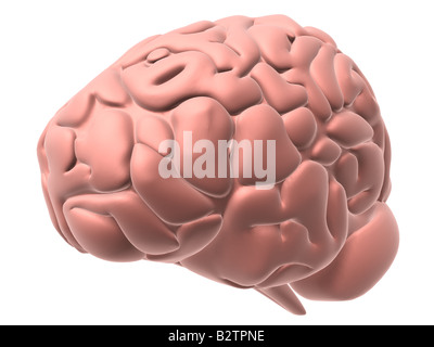 cerveau humain Banque D'Images