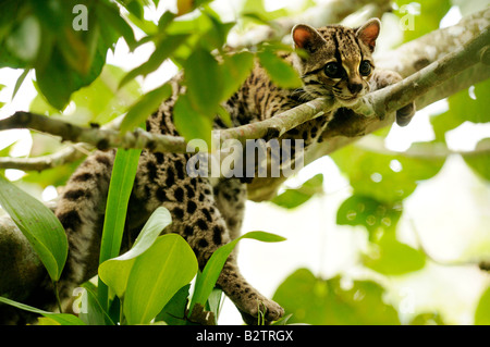 Margay Leopardus wiedii Banque D'Images