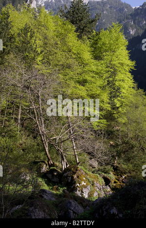 Grèce Macédoine Parc National du Mont Olympe Banque D'Images