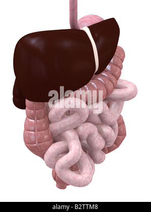 Anatomie d'organes humains Banque D'Images