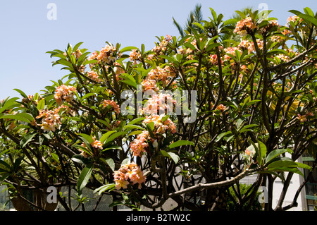 Plumeria rubra frangipanier '' Banque D'Images