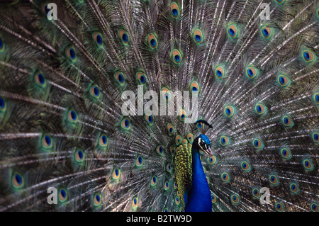 Paon masculin affichant ses plumes d'accouplement West Coast Game Park Bandon Oregon State Banque D'Images