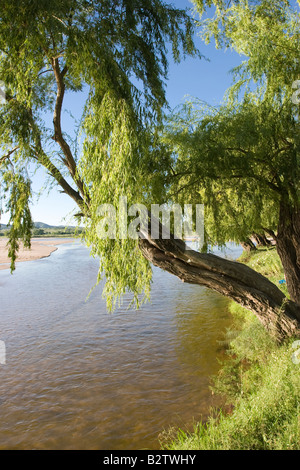 Un saule pleureur sur un côté de Los Sauces, près de Nono, Traslasierra, Cordoba, Argentine Banque D'Images