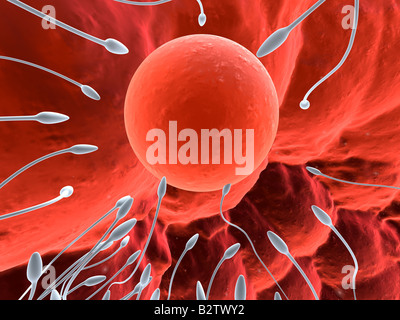 Ovule et le sperme Banque D'Images