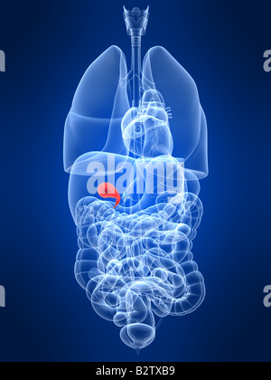 La vésicule biliaire en surbrillance Banque D'Images