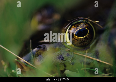 Bull Frog se cacher dans les hautes herbes à Park Lake Pleasant Bothell Washington State USA