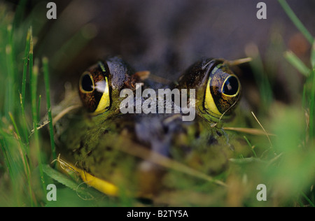 Bull frog se cacher dans les hautes herbes à Park Lake Pleasant Bothell Washington State USA