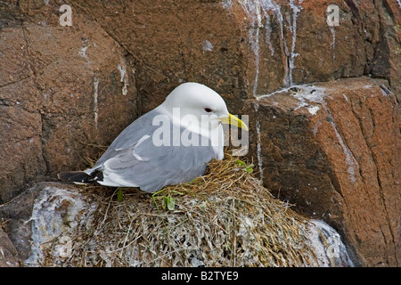 Mouette tridactyle (Rissa tridactyla) SUR SON NID Banque D'Images