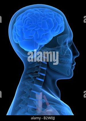 Tête à rayons X avec le cerveau Banque D'Images