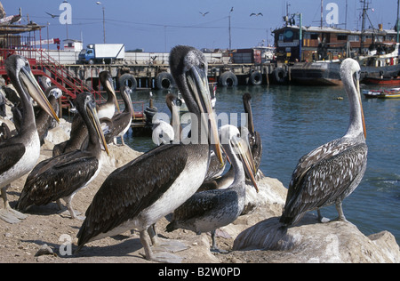 Les pélicans Harbour ville coloniale avec de grands oiseaux longs becs sur quai ARICA NORTE GRANDE CHILI Banque D'Images