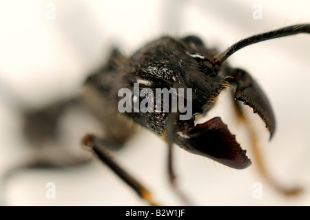 Isula ou Bullet Ant Paraponera clavata Banque D'Images