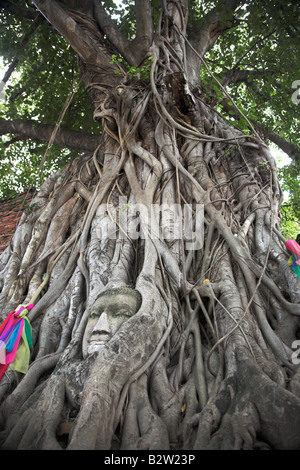 Un arbre avec le visage de bouddha sculptée dans ses racines à Ayutthaya en Thaïlande. Banque D'Images