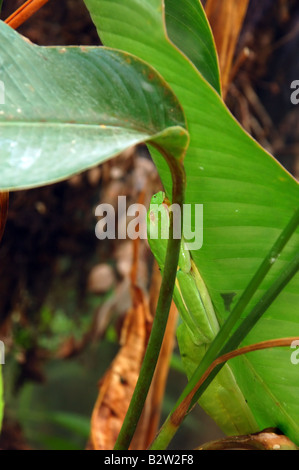 Un hélicoptère grenouille tropical repose sur une grande feuille, à l'musée serpent de Monteverde au Costa Rica Banque D'Images