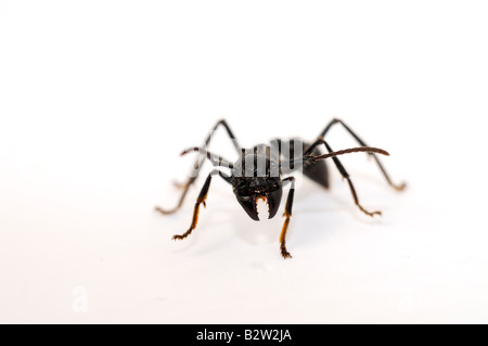 Isula ou Bullet Ant Paraponera clavata Banque D'Images