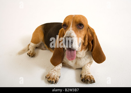 Portrait de Basset Hound à la maison Banque D'Images