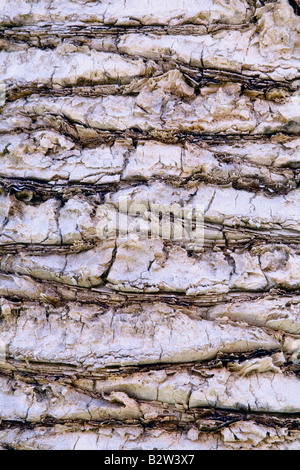 Texture palm close up filtre pastel Banque D'Images