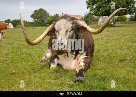 English Longhorn le pâturage sur Hanworth village green North Norfolk Summer Banque D'Images