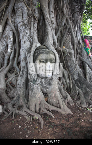 Un arbre avec le visage de bouddha sculptée dans ses racines à Ayutthaya en Thaïlande. Banque D'Images