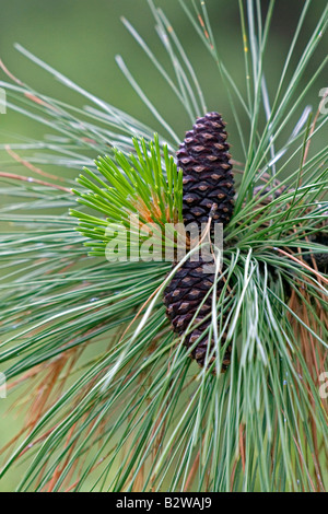 Cocottes et nouvelle croissance sur un arbre de pin ponderosa dans le comté de Clearwater Florida Banque D'Images