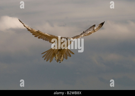 Le Faucon gerfaut (Falco rusticolus) Banque D'Images