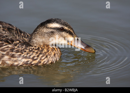 Canard colvert femelle, Anas platyrhynchos platyrhynchos Banque D'Images