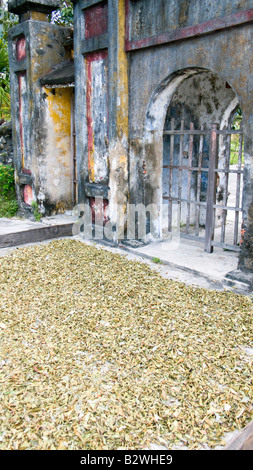 Le séchage des feuilles de thé vert dans l'île de Cham soleil hors historique Hoi An Vietnam Banque D'Images