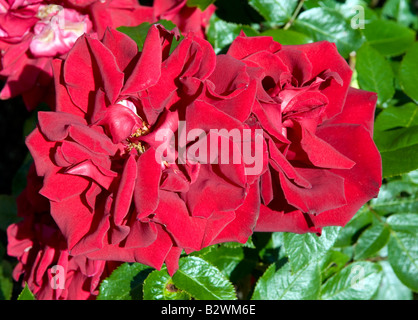 Rosa 'Ingrid Bergman Poulman' Banque D'Images