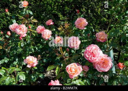 Rosa 'troïka' Poumidor Banque D'Images