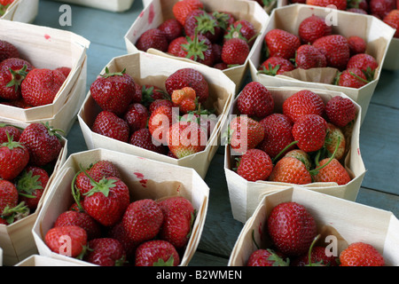 Barquettes de fraises Banque D'Images