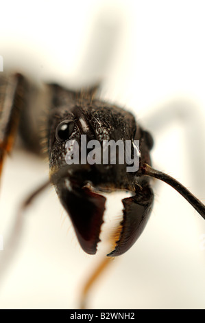 Isula ou Bullet Ant Paraponera clavata Banque D'Images