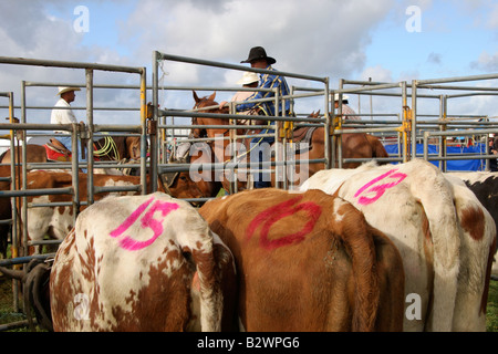 Cowboys attendent leur tour pour le team roping à côté du pilote à un rodéo qui a eu lieu à Hamilton, sur l'Île du Nord, Nouvelle-Zélande Banque D'Images