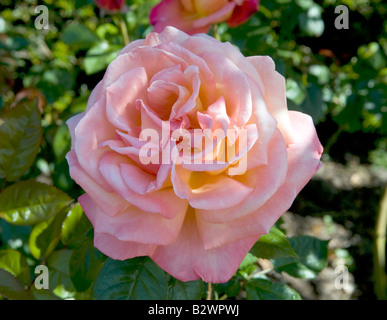 Rosa 'troïka' Poumidor Banque D'Images