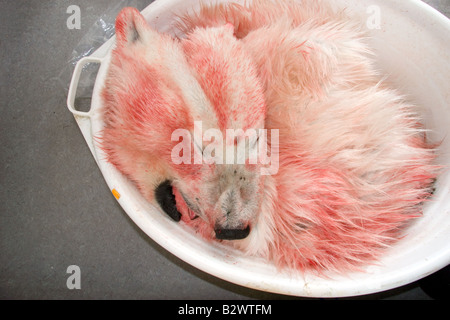 La peau d'ours polaire taché de sang dans un panier de lavage dans la hunter's house in Ittoqqortoormiit Scoresbysund,, dans l'Est du Groenland Banque D'Images