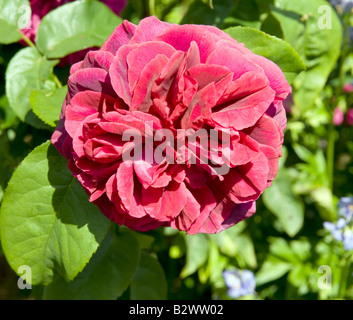 Rosa 'Ausbloom La Dame sombre' Banque D'Images