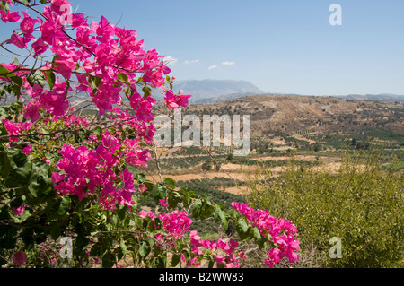 Phaistos, Crète, Grèce. Paysage vu de Phaestos site archéologique Minoen -fin juillet. Bougainvillea Banque D'Images