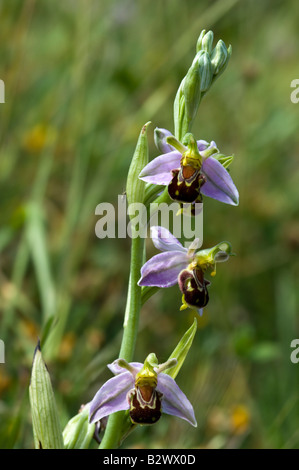 L'orchidée abeille Ophrys apifera fleur Banque D'Images