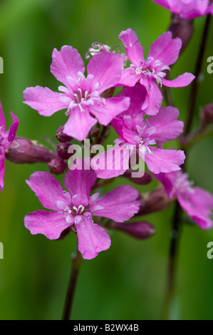 Lychnis viscaria fleurs Scouler collante Banque D'Images