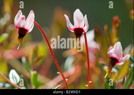 Cranberry Vaccinium oxycoccus fleurs Banque D'Images