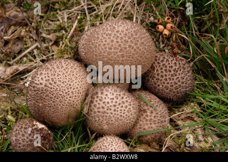 Puffball Lycoperdon nigrescens UK sombre Banque D'Images