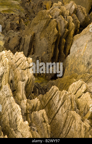 Vietnam Le nord du Vietnam Baie d'Halong formations rocheuses de la côte près de la ville de Cat Ba sur le île de Cat Ba dans la baie d'Halong Banque D'Images