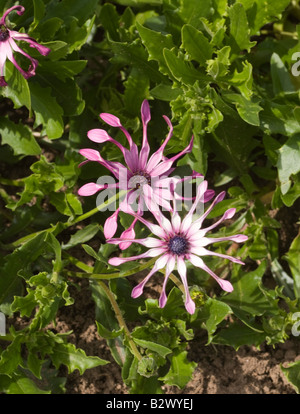 Ostéospermum Cannington John en pleine floraison dans le Jardin Botanique Logan Dumfries et Galloway Ecosse Royaume-Uni Banque D'Images