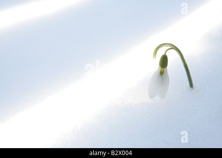 LEUCOJUM VERNUM perce-neige de l'HIVER AU DÉBUT DU PRINTEMPS DANS LA FORÊT DU NORD DE L'ILLINOIS USA Banque D'Images