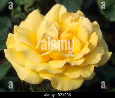 Shrub rose rose Pot O Gold Banque D'Images