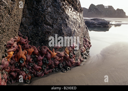 Rock formations à marée basse avec sea life starfish anémones de mer sunset fermer jusqu'au cap Sebastian le sud de l'Oregon Coast USA Banque D'Images