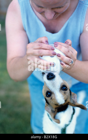 Woman holding wuffle balle avec Jack Russell Terrier il mord en suspension dans l'air et de l'État de Washington USA Marysville Banque D'Images